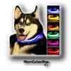 COLLAR LUZ LED MASCOTAS