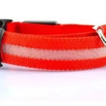 COLLAR LUZ LED MASCOTAS